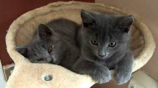 Chatons chartreux de 2 mois [upl. by Nerag]