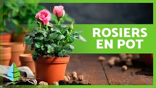 Comment ENTRETENIR un ROSIER EN POT 🌹 Engrais substrat irrigation et taille du rosier en pot [upl. by Nyledaj]