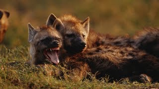 Grandes documentales  Cazadores de África Supervivientes de la llanura [upl. by Dustan]