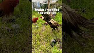 Patta Seval Fighting pattaseval naatukozhi chicken yuvan poultry farmanimals [upl. by Balbinder]