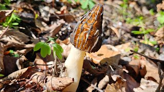 Cueillette de Morillons amp Morilles en altitude 😁  Fin Avril 2024 [upl. by Barnard]