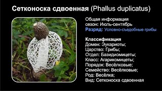 Сетконоска сдвоенная Phallus duplicatus [upl. by Nottirb]