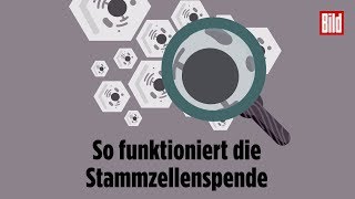 So funktioniert die Stammzellenspende [upl. by Ojiram441]