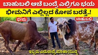 ಇಬ್ಬರೂ ಎದುರಾದರೆ ಮಹಾಯುದ್ದ  Gyr cow farming in Karnataka desi nati hasu dairy farm Gir cattle Kankrej [upl. by Nnaerb334]