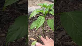 How I Prune Pepper Plants garden gardening plants [upl. by Ynohtona570]