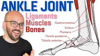 Anatomy of the Ankle Joint  Bones Ligaments and Muscles [upl. by Ainolloppa381]