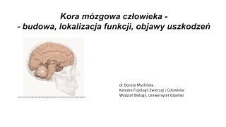 Lekcje UG  quotKora mózgowa człowieka  budowa quot  dr hab Dorota Myślińska prof UG [upl. by Ennairej601]