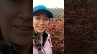 wild highbush cranberry  hatchers pass alaska [upl. by Ahsilad]