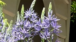 Camassia leichtlinii Blue Donau  FarmerGracycouk [upl. by Skantze651]