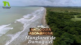 Antioquia Asombrosa Manglares de Damaquiel  Teleantioquia [upl. by Oiceladni435]