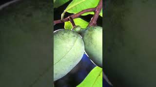 Asiminier trilobé fruit bienêtre santénaturelle food vlog youtube youtubeshorts shorts [upl. by Anihsat957]