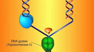 Fluoroquinolones Mechanisms of Action and Resistance clip [upl. by Ellerud124]