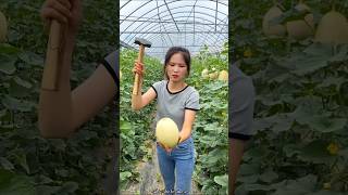 Sweet Delicious Melon Harvesting from Farm by Rural Farmer shorts satisfying youtubeshorts [upl. by Alecia]