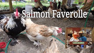 Salmon Faverolle Chickens [upl. by Monagan]