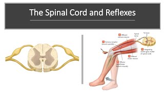 Spinal Cord and Reflexes [upl. by Ecnaiva]