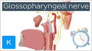 Glossopharyngeal Nerve Overview in 5 minutes  Human Anatomy  Kenhub [upl. by Coy215]