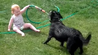 Perros felices amp Bebés Jugando con la manguera de agua  más feliz del vídeo nunca [upl. by Yngiram]