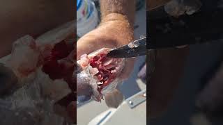 How to remove Otoliths from Fish [upl. by Hcone]