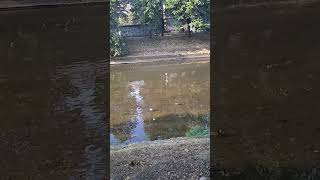 Ducks on the Miljacka River Sarajevo [upl. by Heddy]