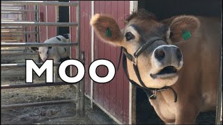 COW SOUNDS REAL COWS FOR KIDS COWS GO MOO COMPILATION [upl. by Mills]