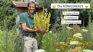 Heilpflanzen für den eigenen Garten  die KÖNIGSKERZE 👑 [upl. by Thomasine]