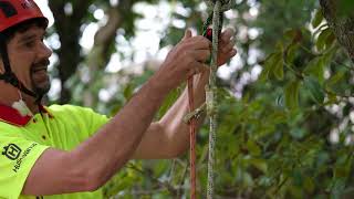 Basic Tree Climbing 06  MRS  TieinPoints [upl. by Arty963]