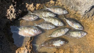 SOKAN AVI SOKAR SIGANUS RIVULATUS SABAH SUYU KISMETLERİ KIBRIS SOKAN AVI FISHING IN NORTH CYPRUS [upl. by Kulda]