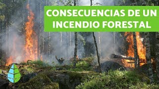 CONSECUENCIAS de los INCENDIOS FORESTALES  TIPOS DE INCENDIOS [upl. by Fredela223]