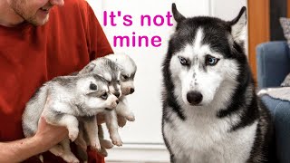 The Cutest Husky Puppies My Dogs Are Afraid of Puppies [upl. by Adiasteb380]