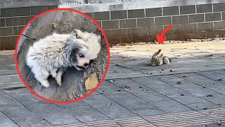 Mother dog couldnt save her hydrocephalic puppy leaving him twitching until a kind person rescued [upl. by Bucher]