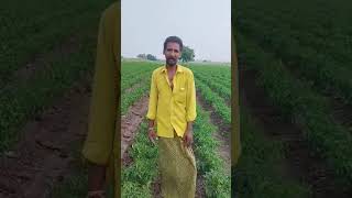 Welcome crop science chilly WS3485 contact Srinivasa seeds Vijayawada 9963934488 [upl. by Abdella213]