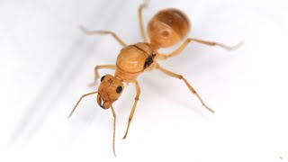 Some of our great ant collection  Bull ants Honey Pots Stink ant and Giant forest ant [upl. by Zanahs]