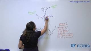 Chymotrypsin Mechanism [upl. by Ahras]