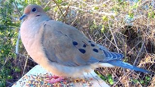 Mourning Dove Song Coo Call Sounds  Amazing CloseUp [upl. by Elvin]