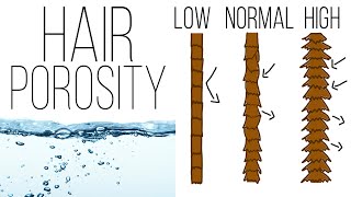 All About Hair Porosity [upl. by Aneloaup]