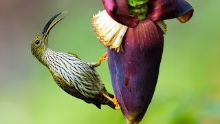 Полосатая нектарница  пауколовка Streaked spiderhunter [upl. by Salim911]