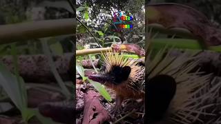 Lowland Streaked Tenrec  Native to Madascar [upl. by As]