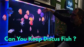 How To Keep Discus Fish  Is Discus Fish Keeping Easy or Difficult [upl. by Onez732]