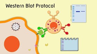 Western Blot Protocol [upl. by Ranite]