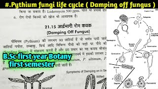 Life Cycle of Pythium fungi Damping off Fungus  Reproduction in pythium fungi BSc first year [upl. by Livi]