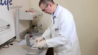 How to perform a 7 minute protein transfer with the iBlot®  Western Blotting System [upl. by Ainat]