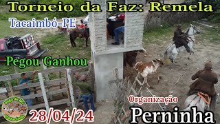 Fazenda Remela TacaimbóPE Org Pérninha 280424 pegou ganhou [upl. by Rambort497]