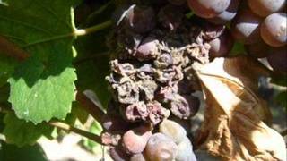 Botrytis en Vidwmv [upl. by Airalednac]