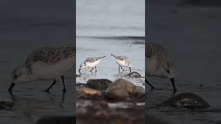 Cute Sanderlings wader birds wildlife wildlifebirding birds seaside seasidebirds [upl. by Warchaw400]