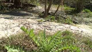 EatTheWeeds Episode 68 Soldiers Creek [upl. by Dene]