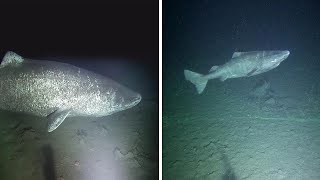 Rare Footage Of Greenland Shark Alive For Over 500 Years Old [upl. by Ellebyam]