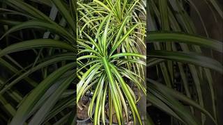 Pandanus Veitchii Plant plants garden houseplants homedecor flowers indoorplants decoration [upl. by Eiramnwad]