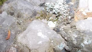 Return to Big Caribou Lake Ontario Crystal Hunting [upl. by Amelus492]