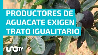 Productores de aguacate exigen trato igualitario por parte de inspectores [upl. by Eimarej]