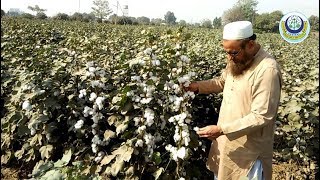 Use of Gibberellic acid and other chemicals in cotton [upl. by Atinob303]